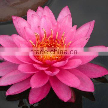 Water Lily Flower