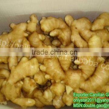 Chinese Farmland Ginger