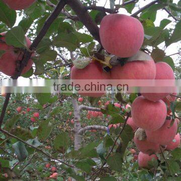 Fresh Fuji Apple With Best Price China Fuji Apple photo-2