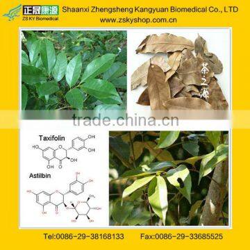 Engelhardtia Roxburghiana Extract from GMP manufacturer