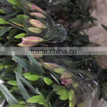Fresh Cut Flowers Lily Flowers