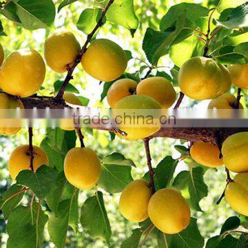 Apricot tree seedling