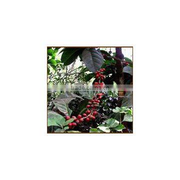 Robusta Coffee From Vietnam, High Quality
