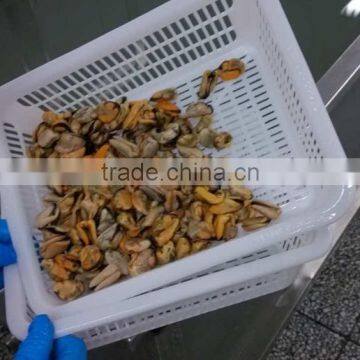 China Seafood Exporter Frozen Mussel Boiled Meat photo-4