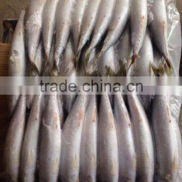 Frozen Pacific Mackerel in Good Quanlity on Sale photo-3