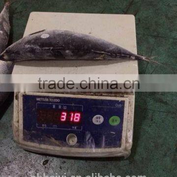 300-400g Frozen Fish photo-4
