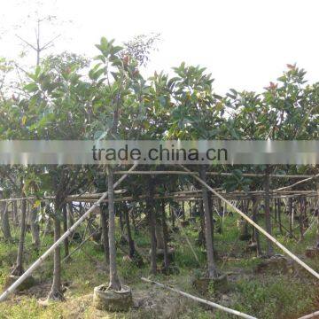 Ficus Elastica (rubber Fig ) photo-3