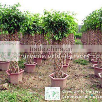 Ficus cage shape benjamina