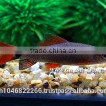 Rainbow Shark Fish/Ornamental Fish Thailand photo-5