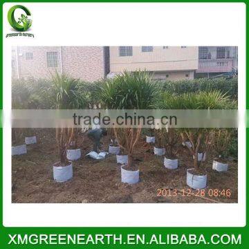 Dracaena Angustifolia (3)