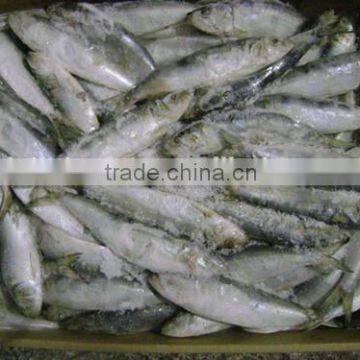 Frozen small size wholesale sardine fish