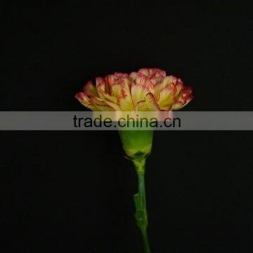 Color Charming bride single head bright yellow carnation