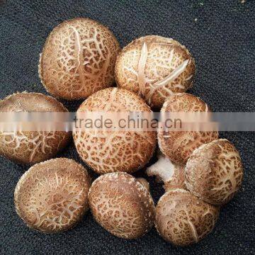 Fresh Mushroom photo-3