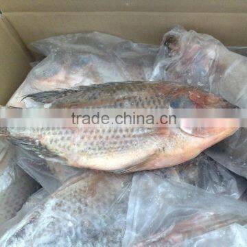 Whole Tilapia Fish Frozen Fish