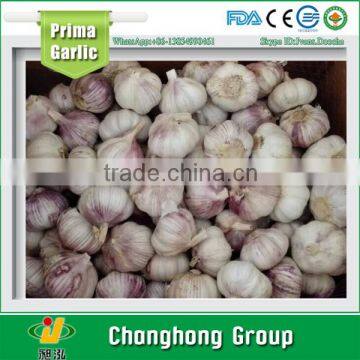 2015 fresh purple garlic with lowest price