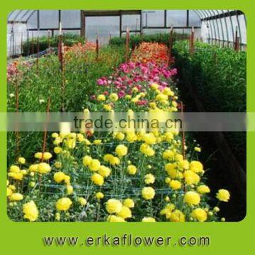 High Quality hot sale Wholesale fresh cut lily flowers Oriental Hybrid Lily