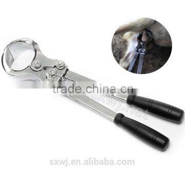 No male castrated sheep fed blood stainless steel clamp castration