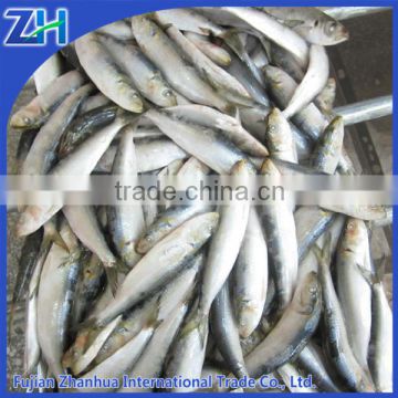 Frozen sardine for bait sardinella loniceps on sale