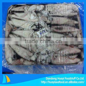 best new quality wholesale fresh squid