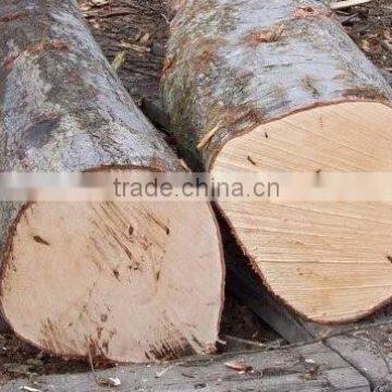 PINE SPRUCE BIRCH OAK ASH LOGS/TIMBER and eucalyptus timber wood logs/crude wood