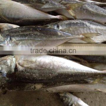 Frozen whole round horse mackerel 20cm+ for market