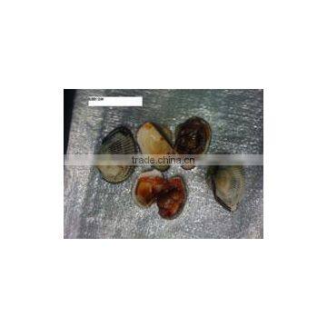 Fresh Frozen Blood Clam