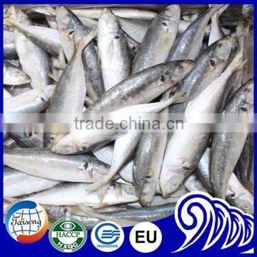 IQF Whole Round Scad High Quality Seafood