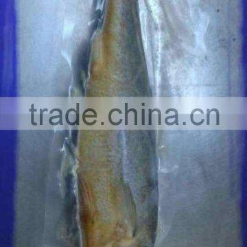 YELLOW CROAKER photo-2