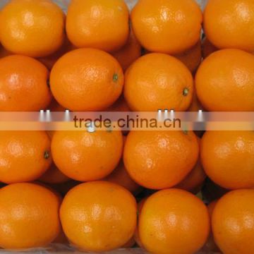 so bright fresh navel orange