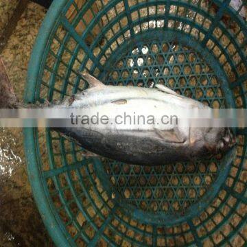 Hot Sell Seafood Bonito fish