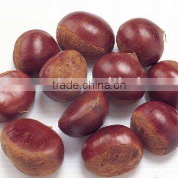 CHESTNUT origin in CHINA