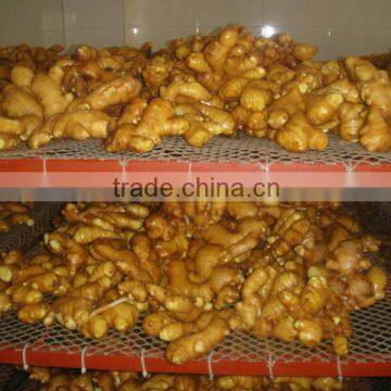 China big Fresh ginger 100g-350g up