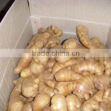 2010 crop dried ginger