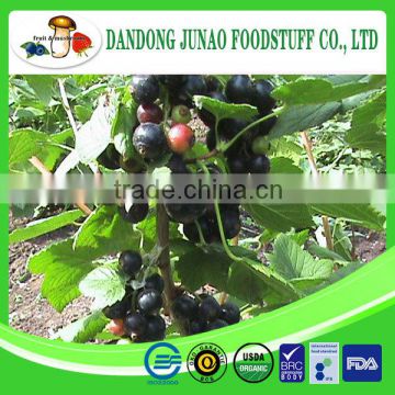 new crop iqf frozen bulk black currant