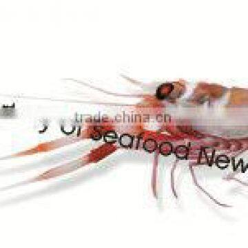 Frozen New Zealand Scampi