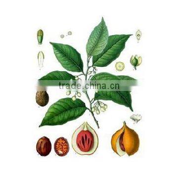 Wholesale Perilla Seed Oil High Quality in Bulk Price photo-3