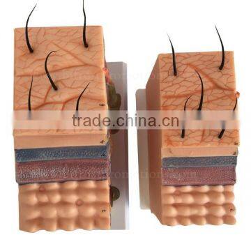 50 Times Skin Anatomical Education Model Biological Teaching photo-2