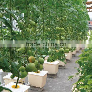 Aeroponic Hydroponic Lettuce Bato Bucket Dutch Bucket Systems photo-2