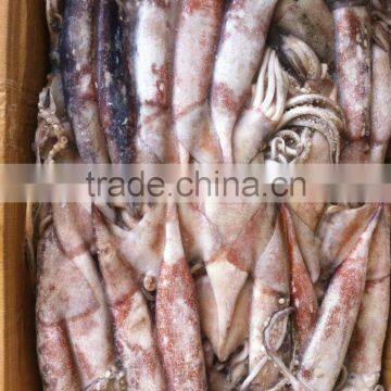 Frozen Squid todarodes pacificus300-500g