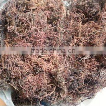 Sell Gracilaria, Euchema Spinosum And Cottoni Seaweeds photo-5