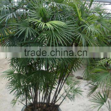 Rhapis Multifida photo-3