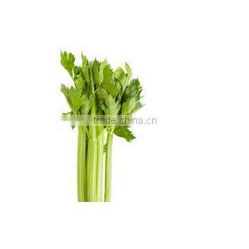 Celery Oil photo-2
