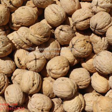 2020 The Best New Crop Liaoxi Walnut Inshell photo-2