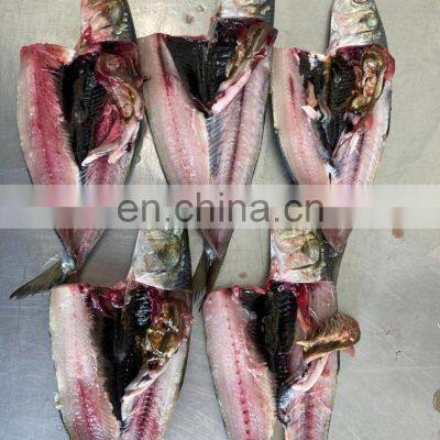 Good Quality IQF Frozen Sardine Fish Fillet for Processing photo-2