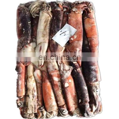 whole round frozen giant squid peru giant squid dosidicus gigas