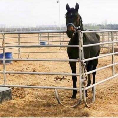 12 ft Piquete Redondo Portátil de Metal Galvanizado de Alta Resistência para Curral de Gado, Fazenda de Animais de Estimação e Cercas de Pátio para Cavalos
