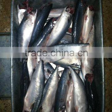 Frozen Pacific Mackerel HGT Scomber Japonicus photo-6