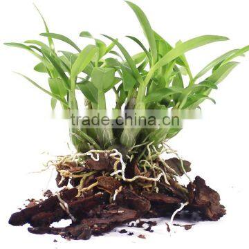 High Quality Dendrobium Chrysanthum photo-3