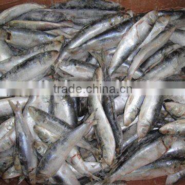 From Fujian Frozen sardine