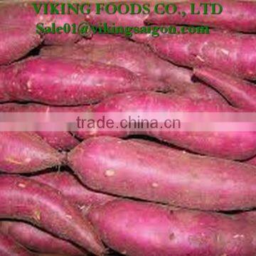 JAPANESE SWEET POTATO HIGH QUALITY, GOOD PRICE
